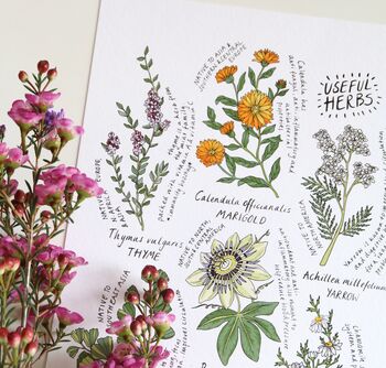 'Six Useful Herbs' Art Print, 2 of 2