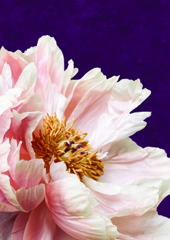 Blush Ivory Bloom – Elegant Floral Art Print, 2 of 5