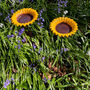 Set Of Three Cast Iron Sunflower Dish Bird Feeders, thumbnail 2 of 7