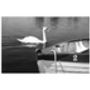 Swan In Lake Photographic Art Print, thumbnail 3 of 4