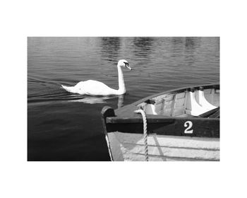 Swan In Lake Photographic Art Print, 3 of 4