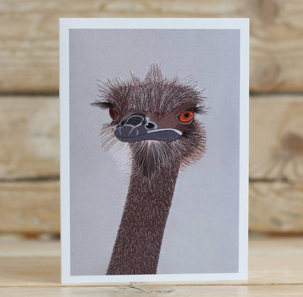 ostrich head greeting card by bird | notonthehighstreet.com