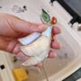 Glass White Dove Christmas Ornaments Gifts, thumbnail 5 of 6