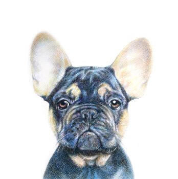 Hand Drawn Pencil Pet Portrait Drawing Or Gift Voucher, 8 of 12