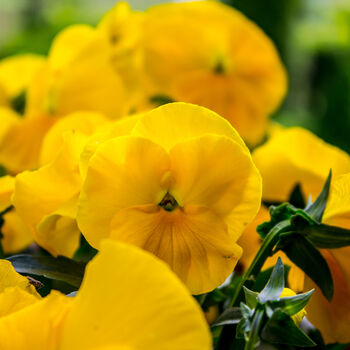 Viola 'Yellow' Six X Plant Pack, 4 of 6