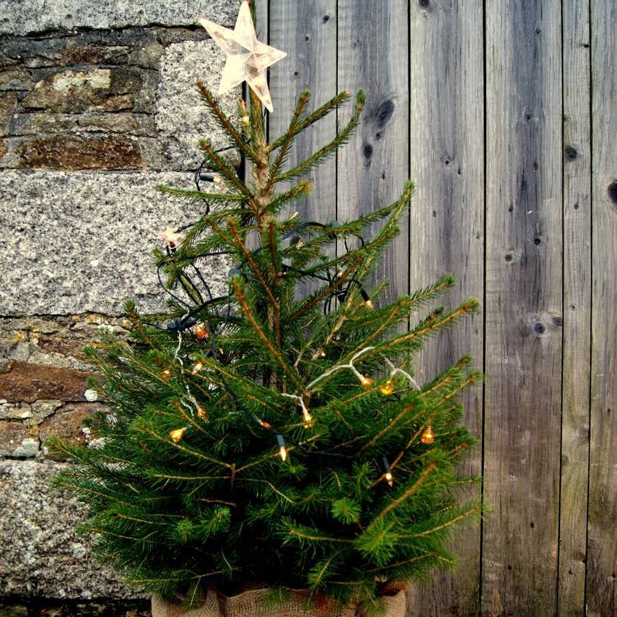 Living Christmas Tree By Rocket Gardens
