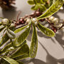 Copper Berry Light Up Garland, thumbnail 5 of 6