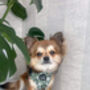 Green Meadow Daisy Dog Harness, thumbnail 5 of 11