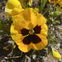 Pansy Yellow Flower Brooch, thumbnail 5 of 6