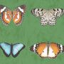 Lepidoptera Willow Green Wallpaper, thumbnail 2 of 3