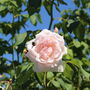 Climbing Rose 'Madame Alfred Carriere' Bare Rooted, thumbnail 1 of 4