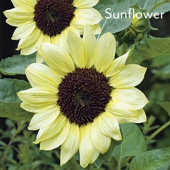 Sunflower Sunshine Square Metal Coaster, 2 of 4