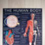 The Human Body Wooden Jigsaw Puzzle, thumbnail 7 of 8