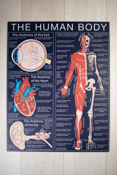 The Human Body Wooden Jigsaw Puzzle, 7 of 8