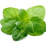 Herb Plants Oregano Two X 9cm Pots, thumbnail 5 of 5