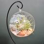 Diy Air Plant Terrarium Kit Hanging Terrarium Gift Light Blue, thumbnail 8 of 9