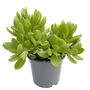 Jade Money Tree Indoors Plant In 9cm Ceramic Pot, thumbnail 2 of 2