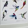 Hummingbirds Of The World Illustrated Print, thumbnail 4 of 8