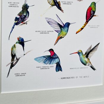 Hummingbirds Of The World Illustrated Print, 4 of 8