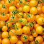 Tomato Plants 'Tumbling Tom Yellow' 3 X Plug Plant Pack, thumbnail 2 of 7