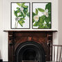 Magnolia Botanical Prints Set Of Two Framed Or Unframed, thumbnail 3 of 11