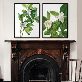 Magnolia Botanical Prints Set Of Two Framed Or Unframed, 3 of 11