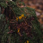 Autumn Foraging Walk For One In The South Downs, thumbnail 9 of 11