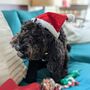 Prefilled Christmas Stocking For Dogs, thumbnail 2 of 3