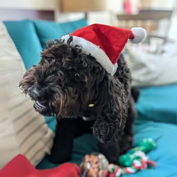 Prefilled Christmas Stocking For Dogs, 2 of 3