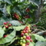 Bosques De San Francisco Guatemalan Coffee, thumbnail 5 of 5