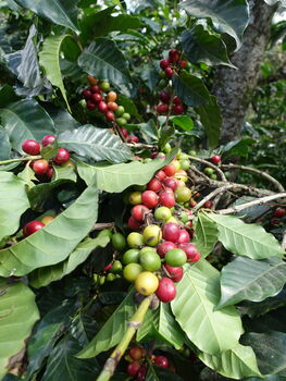 Bosques De San Francisco Guatemalan Coffee, 5 of 5
