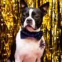 Blue Sequin Christmas Dog Bow Tie, thumbnail 3 of 3