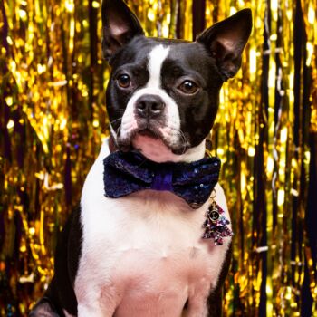Blue Sequin Christmas Dog Bow Tie, 3 of 3