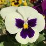 Flowers Pansy 'White Blotch' Six X Plant Pack, thumbnail 5 of 6