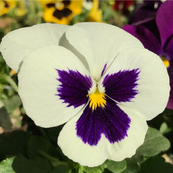 Flowers Pansy 'White Blotch' Six X Plant Pack, 5 of 6