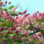 Crab Apple Fruit Tree One X 10 L Pot, thumbnail 6 of 6