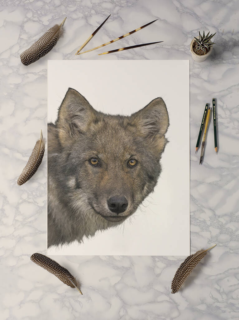Coastal Wolf Giclée Art Print By Ben Rothery Illustrator ...