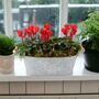 Cyclamen Floral Planted Trough – Autumn Winter Display, thumbnail 9 of 9