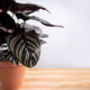 Houseplant Calathea Ornata 'Prayer Plant' In 13cm Pot, thumbnail 2 of 5