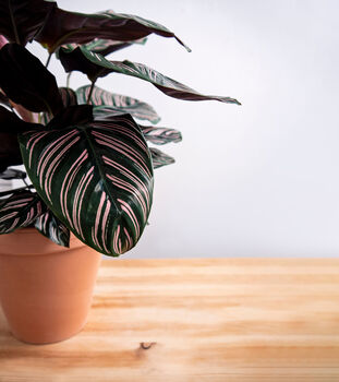 Houseplant Calathea Ornata 'Prayer Plant' In 13cm Pot, 2 of 5