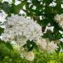 Lilac Syringa Monique Lemoine One Plant, One Litre Pot, thumbnail 2 of 5