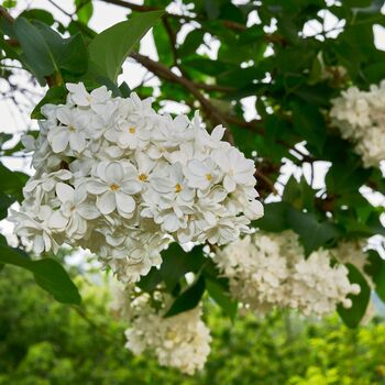 Lilac Syringa Monique Lemoine One Plant, One Litre Pot, 2 of 5