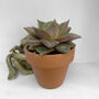 Echeveria Purpusorum Easy Care Succulent Plant 6cm Pot, thumbnail 1 of 3