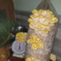 Oyster Mushroom Straw Log Kit Premium Gift Edition, thumbnail 3 of 9