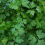 Herb Plants Parsley Nine X Plug Plant Pack, thumbnail 3 of 5