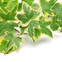 Houseplant Variegated Ivy 'Goldchild', thumbnail 1 of 6