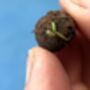 Five Garden Herb Seed Ball Tubes Including Mint, Basil And Chive, thumbnail 8 of 8