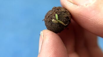 Five Garden Herb Seed Ball Tubes Including Mint, Basil And Chive, 8 of 8