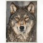 Wolf Printed Supersoft Throw With Faux Fur Backing 41021035, thumbnail 1 of 4