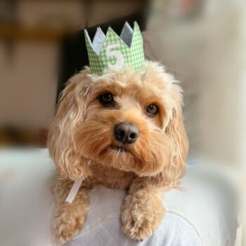 Gingham Dog Birthday Bandana And Hat Set, 7 of 11